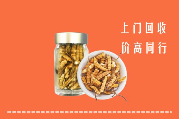 日照岚山回收冬虫夏草